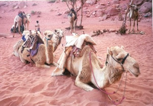 camels