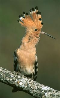 A hoopoe