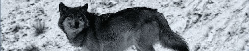 The wolf