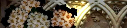 &ecirc;gvor flowers